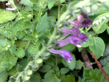 Scutellaria columnae